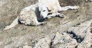 Potęgowo: Policjantki uratowały niewidomego labradora z wykopu przy torach
