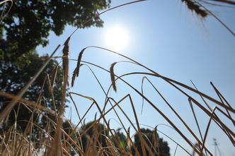 Susza w Polsce. Marek Sawicki: potrzebne setki milionów na pomoc dla rolników