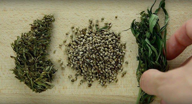 Edukacyjna seria "Konopie Są Dobre!" na YouTube