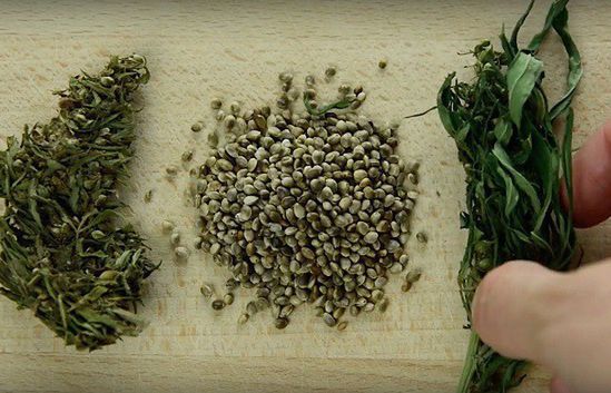 Edukacyjna seria "Konopie Są Dobre!" na YouTube