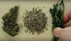 Edukacyjna seria "Konopie Są Dobre!" na YouTube