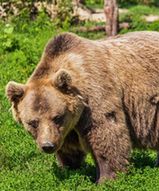 Inwazja niedźwiedzi. Rosjanie mówią o "istnym piekle"