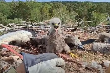 Zajrzeli do gniazda bielików. Zaskoczenie. "Wywinął się przeznaczeniu"