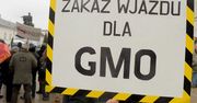 Polska strefą wolną od upraw GMO. Tego chce resort środowiska
