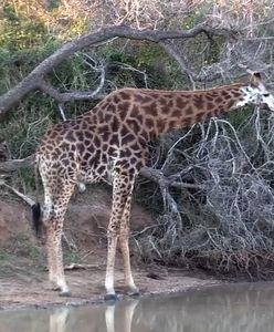 Okaleczona żyrafa próbuje żyć normalnie. Wyjątkowe nagranie z RPA