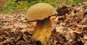 Tych grzybów prawie nikt nie zbiera. Duży błąd, bo są naprawdę smaczne