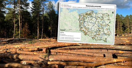 "Wydarzenie bez precedensu". Rząd ogłasza ważną decyzję ws. wycinki drzew