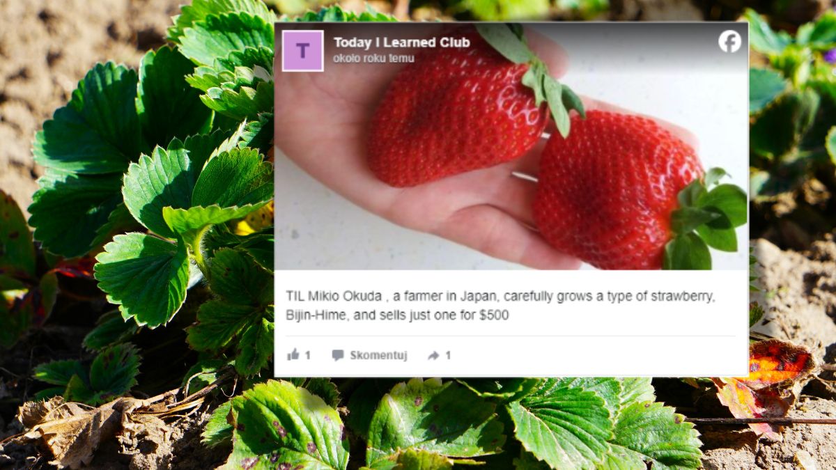 Najdroższe truskawki na świecie pochodzą z Japonii 