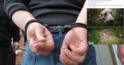 Zakopał psa żywcem. Nie darują mu tego. Nagroda za wskazanie bestii