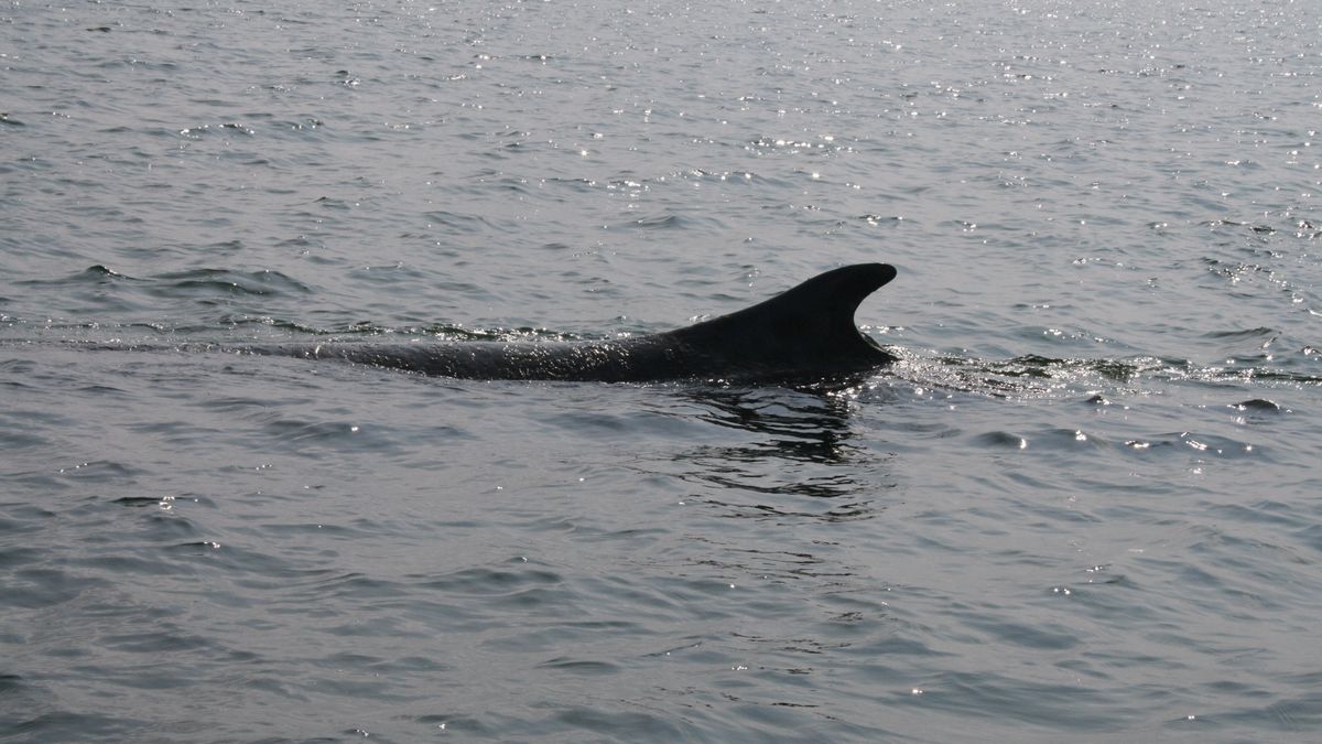 Wieloryb w Bałtyku - zdjęcie poglądowe