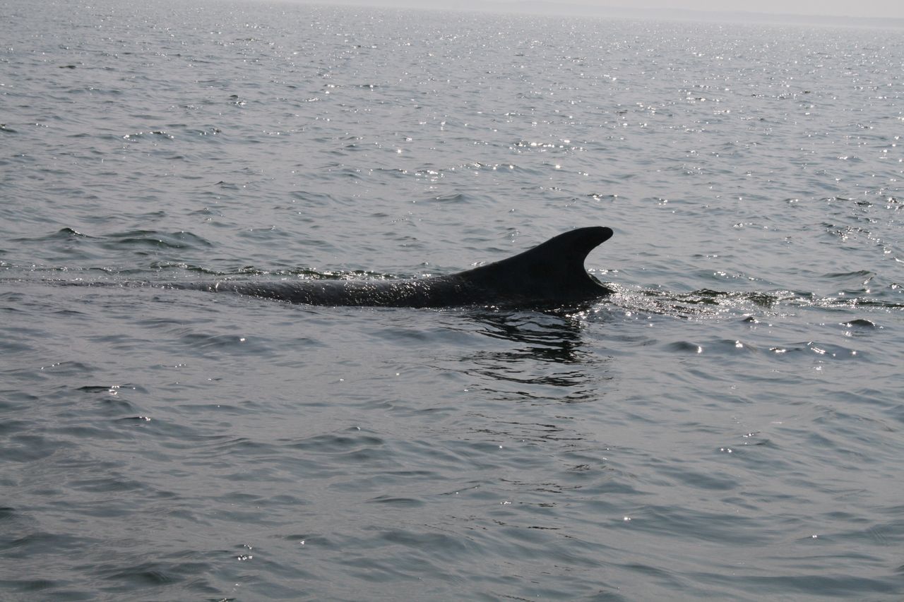 Humbak zniknął z oczu ratownikom. "Wieloryb" zaczął go szukać
