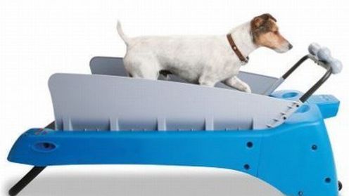 Bieżnia dla piesków, a własciwie dla ich leniwych właścicieli 1