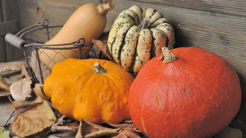 Surowa dynia ozdobna