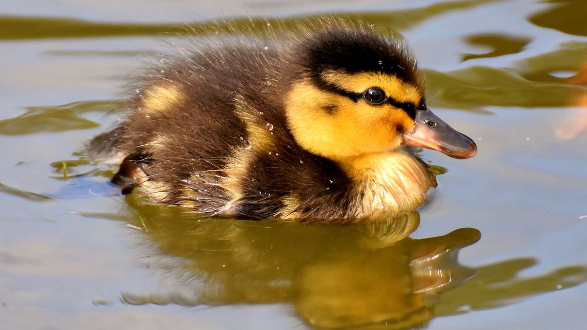 DuckDuckGo publikuje bazę stron śledzących. (fot. Pixabay)