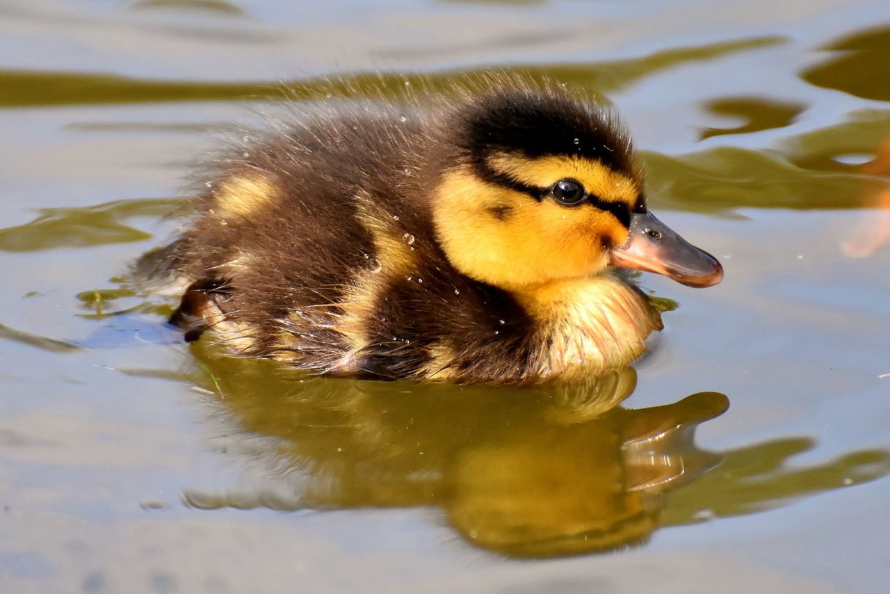 DuckDuckGo publikuje bazę stron śledzących. (fot. Pixabay)