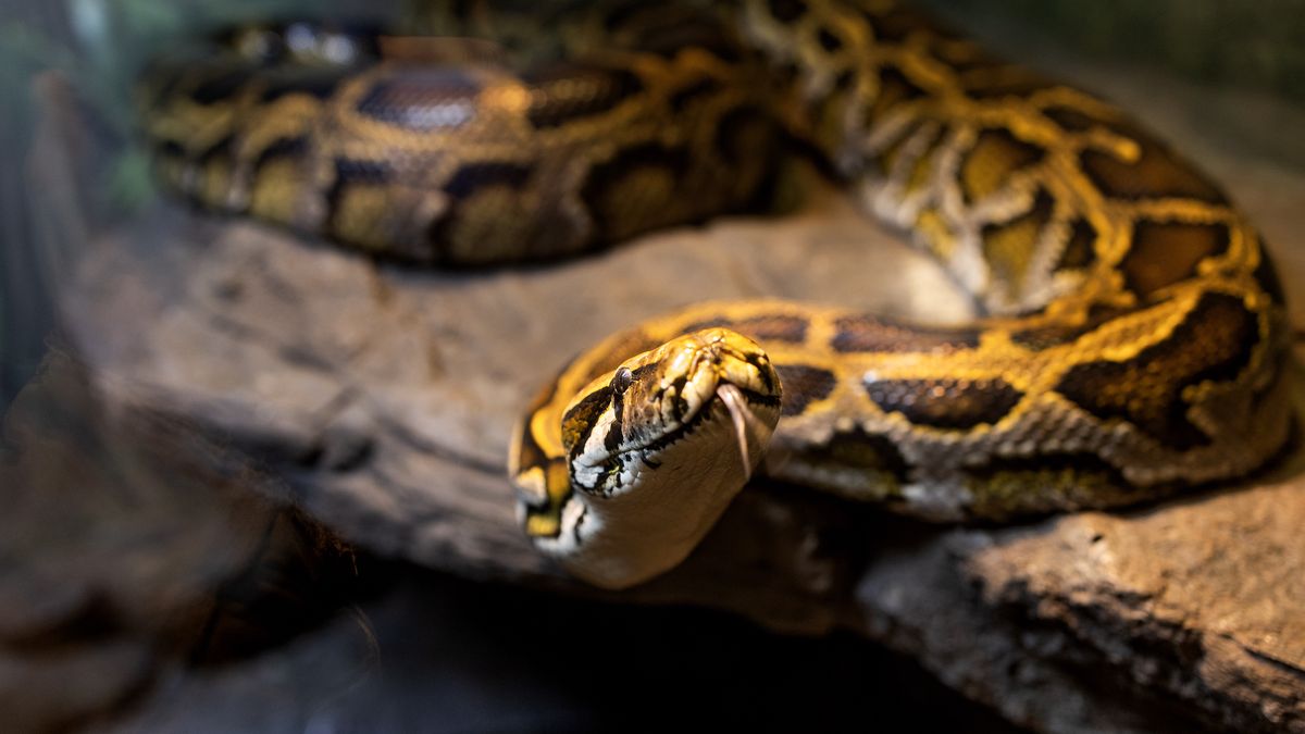 BRONX, NEW YORK - FEBRUARY 21: A Burmese python in its enclosure at the Bronx Zoo, February 21, 2024 in the Bronx, New York. (Photo by Andrew Lichtenstein/Corbis via Getty Images)