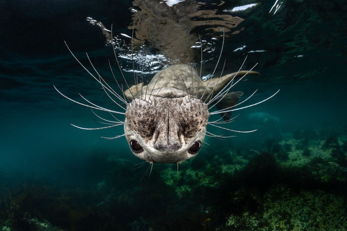 Piękne stworzenia z morskich głębin w konkursie Ocean Art Underwater