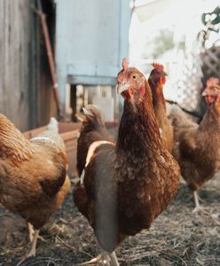 KFC. Poprawia się sytuacja kurczaków w hodowlach, ale wciąż nie jest dobra