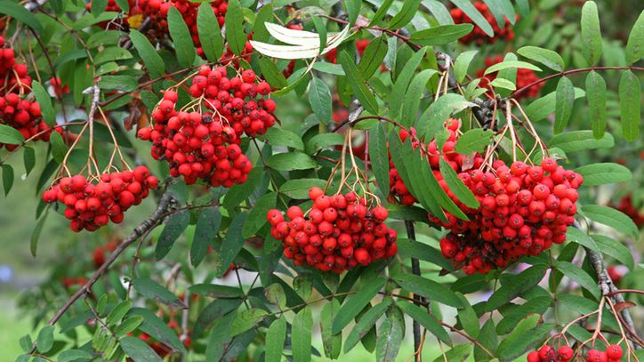 "Owoc pięciu smaków" można hodować w Polsce