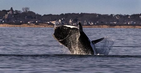 Martwy wieloryb u wybrzeży USA. "Zderzył się ze statkiem"