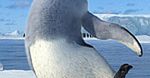 [wideo] ''Happy Feet 2'' i dwa nowe spoty telewizyjne