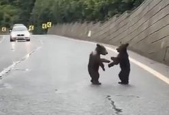 Niezwykłe wideo z Tatr. Wszystko się nagrało