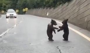 Niezwykłe wideo z Tatr. Wszystko się nagrało