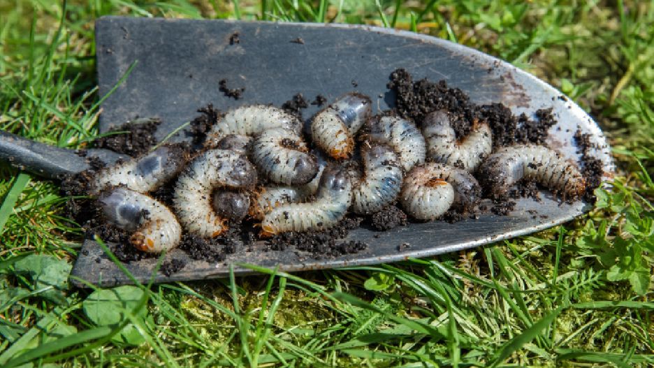 Pędraki to popularne szkodniki w ogrodach