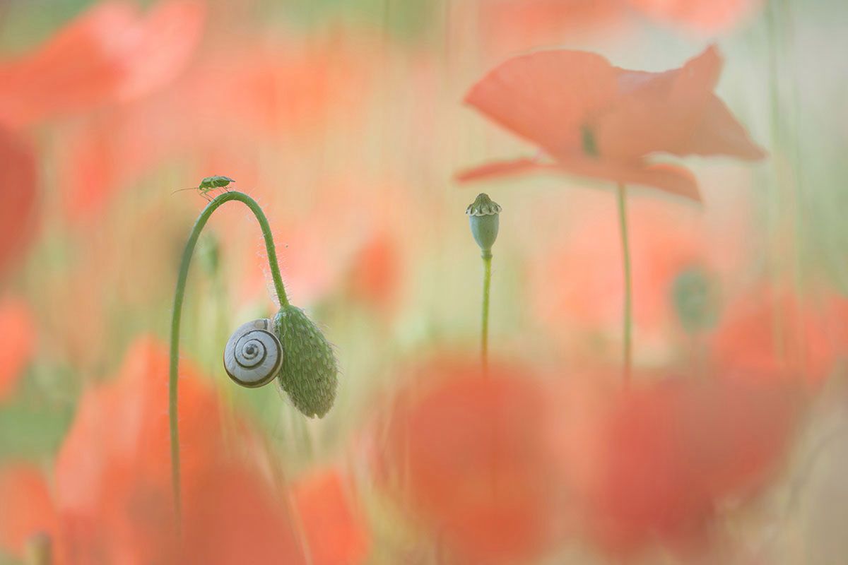 Najlepsze zdjęcia makro 12 edycji konkursu Garden Photographer of the Year 17