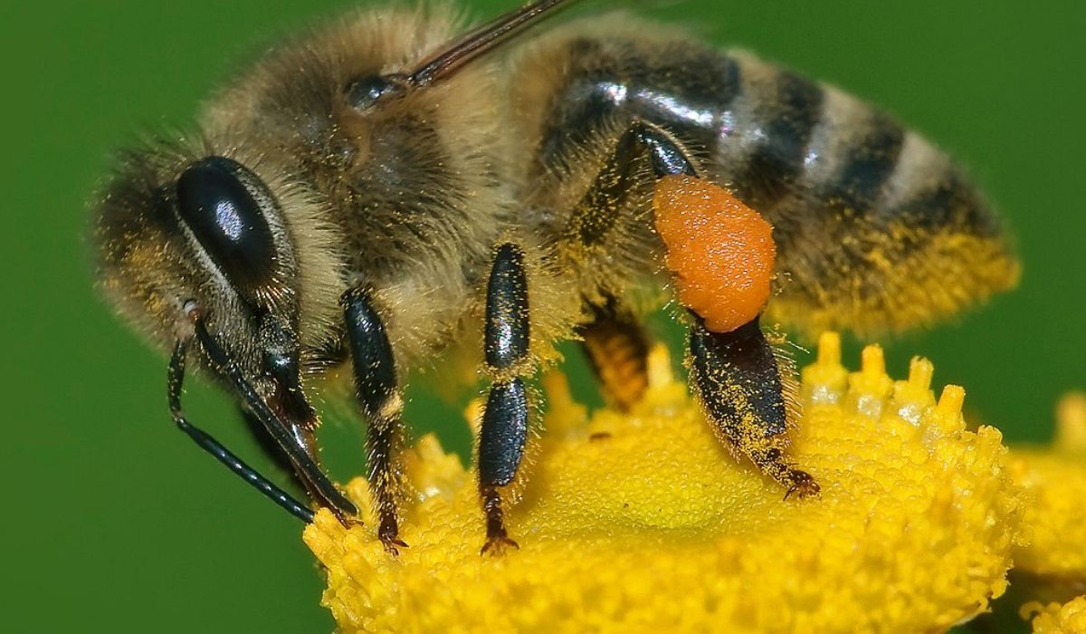 Pszczoły wytwarzają miód z nektaru (Wikimedia Commons)