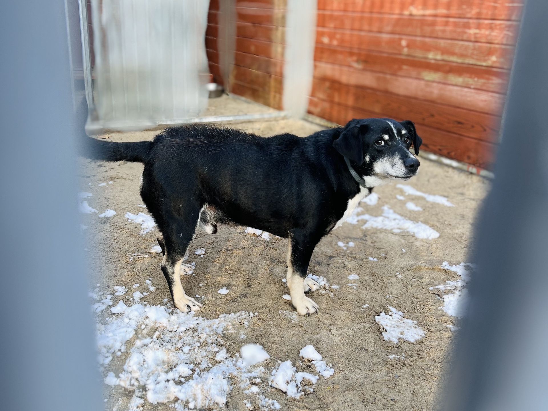 Podopieczni Schroniska w Celestynowie