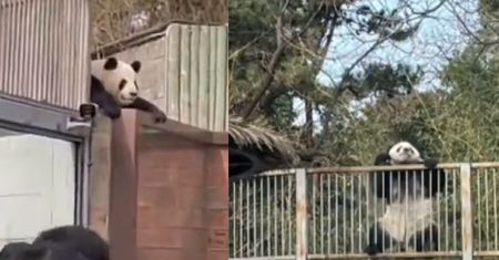 Goście ZOO chwycili za telefony. Takiego widoku nikt się nie spodziewał