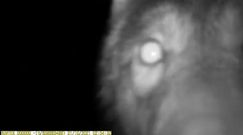 Bliskie spotkanie z wilkiem. Nagranie z Nadleśnictwa Bolesławiec