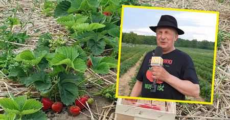 Rolnik obniżył cenę. Zaprasza na samozbiory truskawek