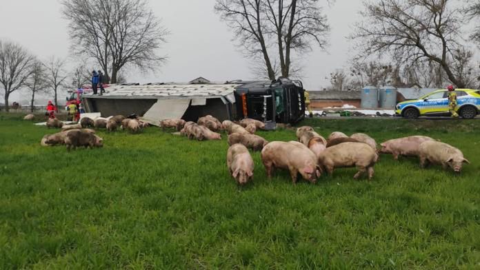 Ciężarówka ze świniami zablokowała drogę pod Olsztynem. Zwierzęta rozbiegły się po okolicy