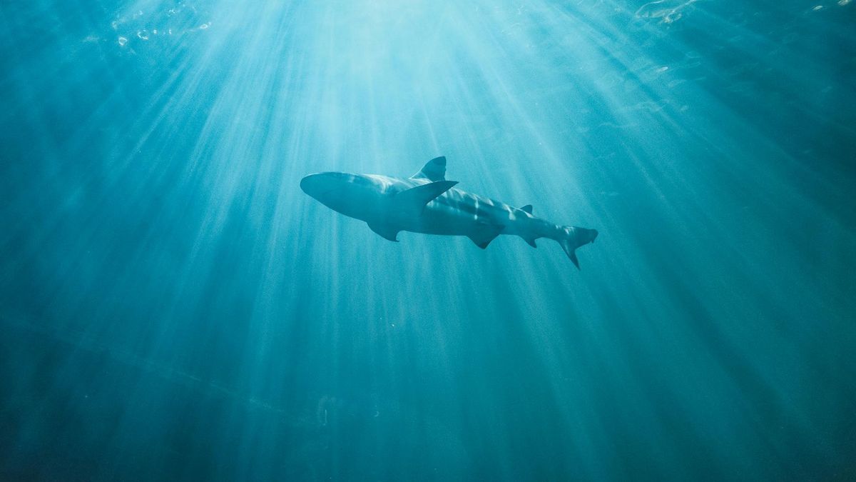  Kanadyjska turystka straciła obie ręce 