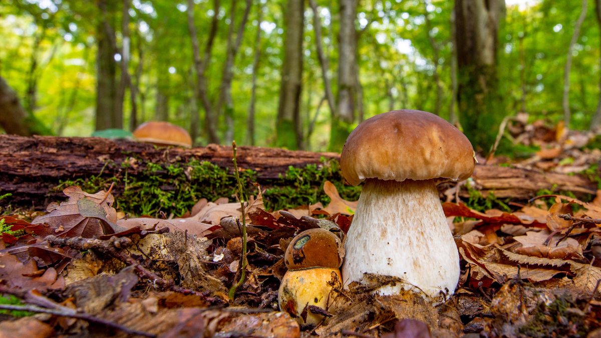 Sezon na grzybobranie - kiedy startuje?