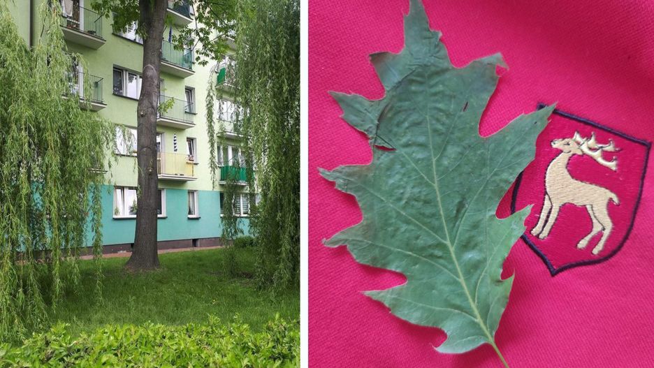 Trwa licytacja liścia ze "świętego drzewa" 