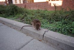 Częstochowa. Plaga szczurów. Nie boją się nawet tłumu pielgrzymów