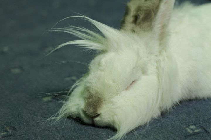 Kilka szybkich ujęć, czyli fotografowanie domowego zwierza smartfonem 10