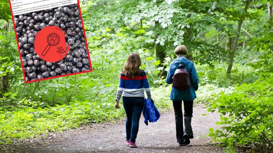 Ostrzeżenie przed śmiertelną chorobą. Można się nią zarazić w lesie