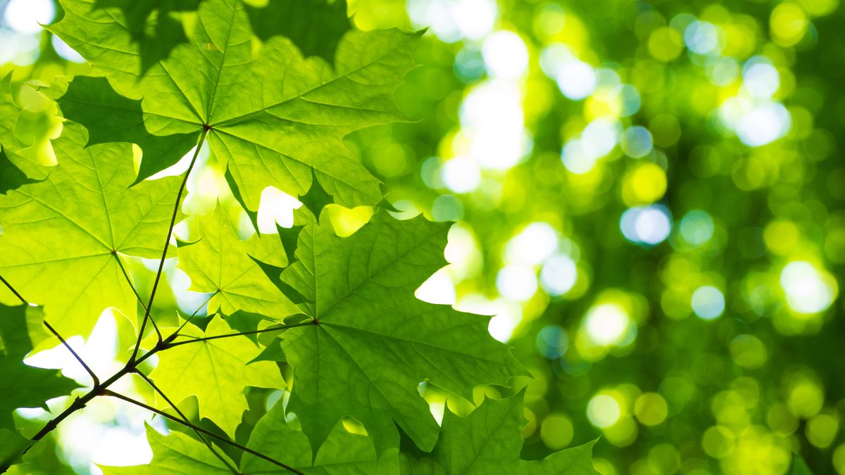 Rozpoczyna się Międzynarodowy Szczyt Klimatyczny TOGETAIR 2022