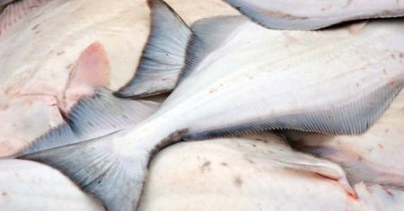 Surowy halibut ze skórą