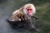 Japońskie makaki