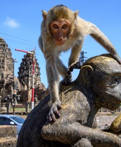Małpi raj w Tajlandii. Makaki przejęły miasto