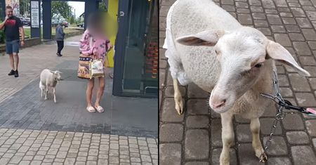 Owca w pieluchach na smyczy w Białymstoku. Idzie do Biedronki