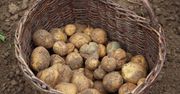 Polskie ziemniaki za granicą. Najwięcej jedzie na Ukrainę, także z Kujawsko-Pomorskiego