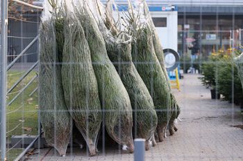 Gdzie kupić najpiękniejszą choinkę? Tu ceny są najlepsze