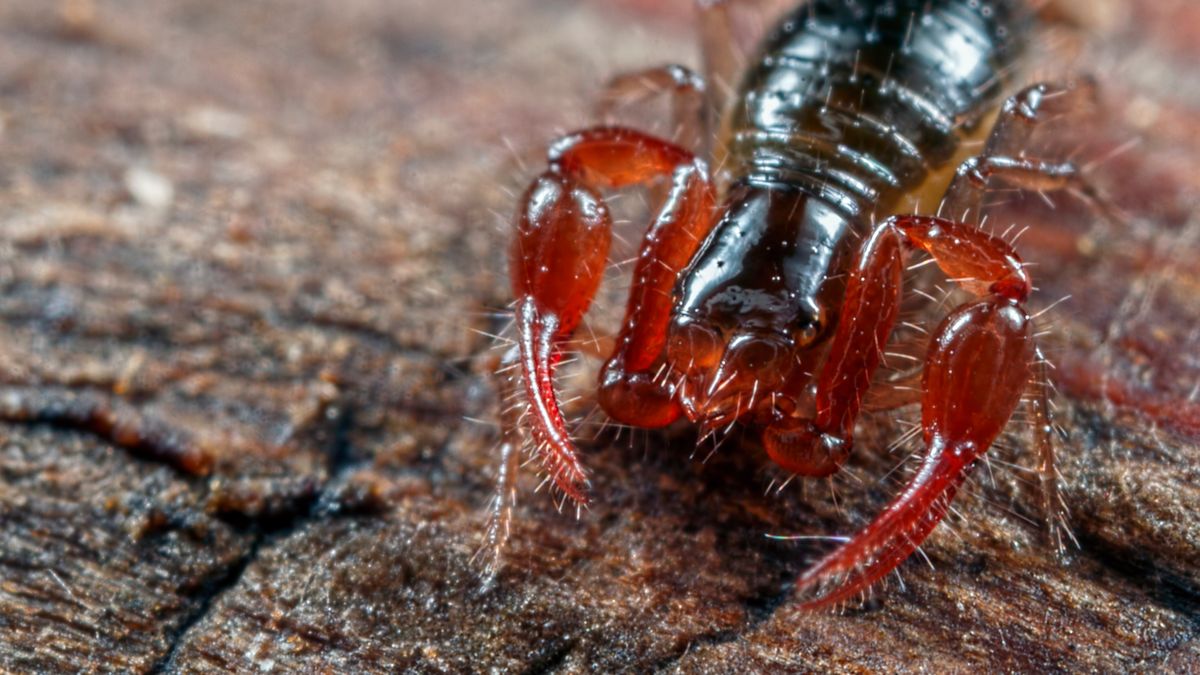 Zaleszczotek często mylony jest ze skorpionem