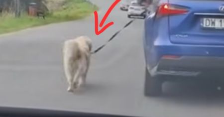 Pies ciągnięty za autem. Pokazali bulwersujące nagranie